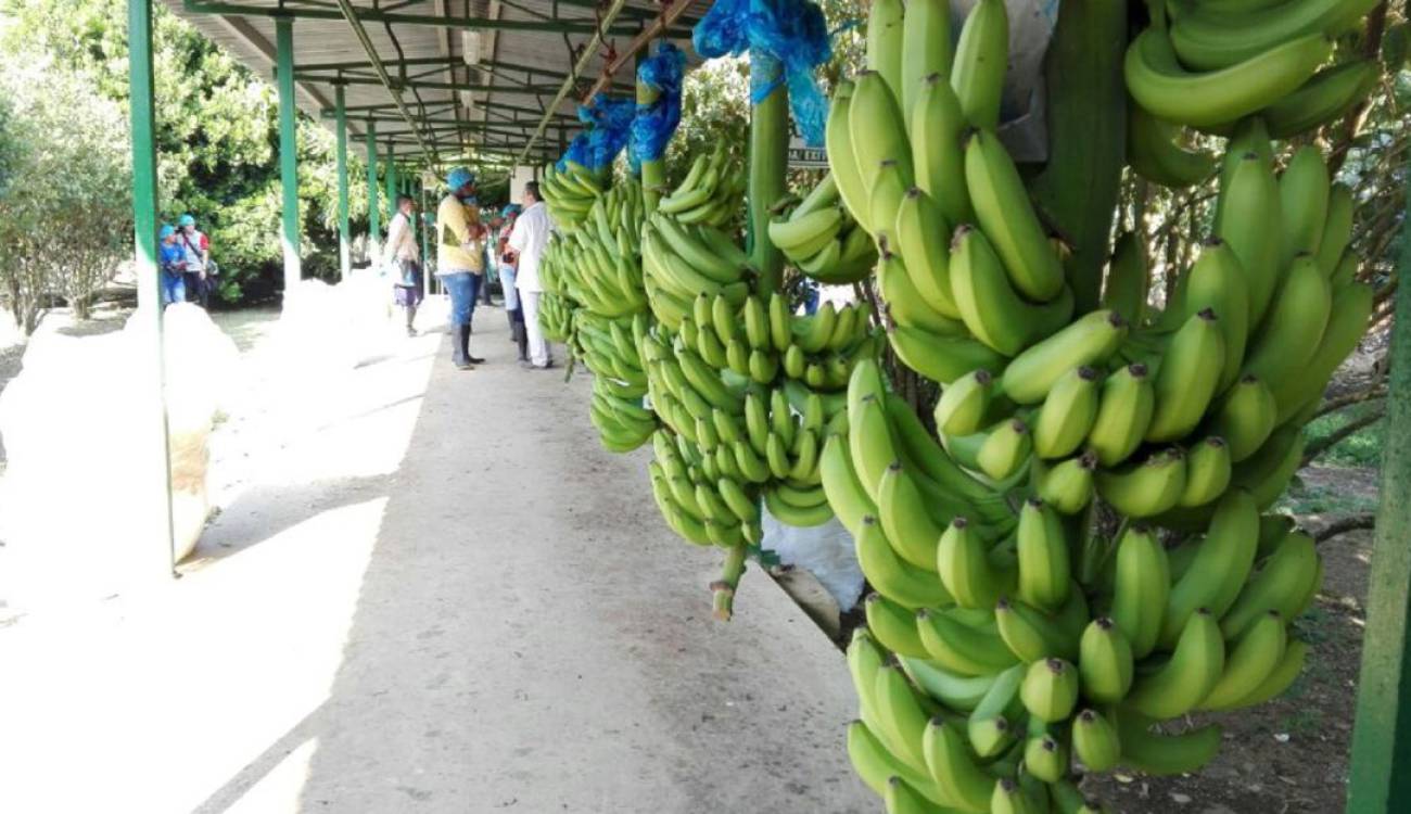 gremio bananero