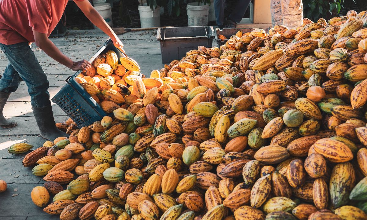 cacao ecuatoriano