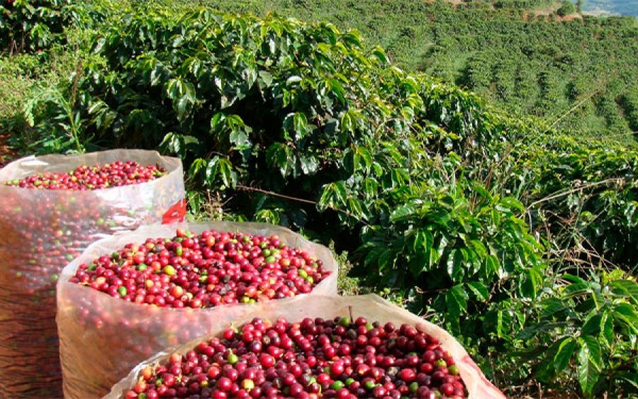 producción de café