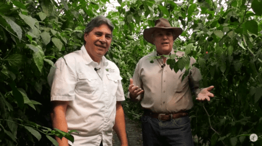 Del campo a la mesa, cocinando con ají – Cultivando Sabores