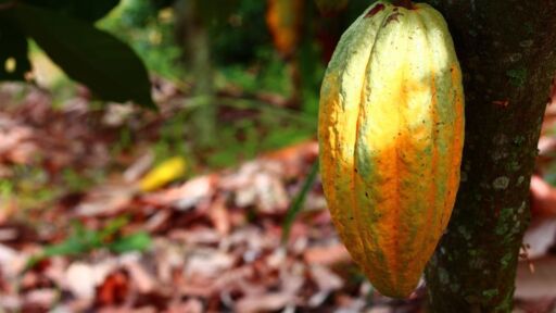 Prevén mayor déficit de cacao en el mundo durante esta temporada