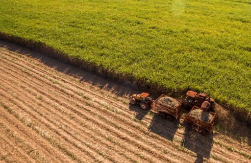 Productores de caña en Colombia alertan sobre aumento de la inseguridad en 2024