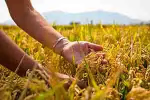 Cultivo de arroz:  Gestión sostenible del fósforo