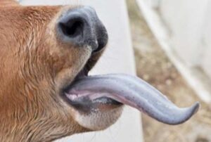 Virus de la lengua azul se propaga por Europa