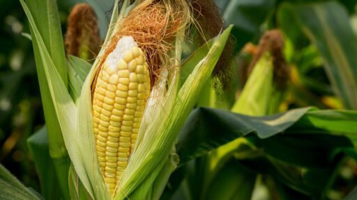 Fedeagro: crisis a la baja del maíz y el arroz pone en desventaja a los productores