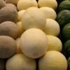 exportacion de melones