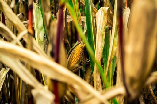 Ecuador adelanta la importación de maíz por déficit de producción