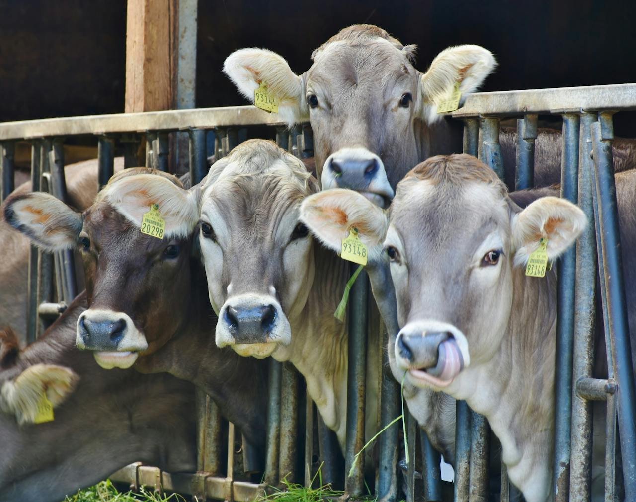 exportación bovina