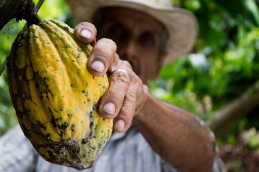 Precios internacionales del cacao registran nueva escalada en septiembre