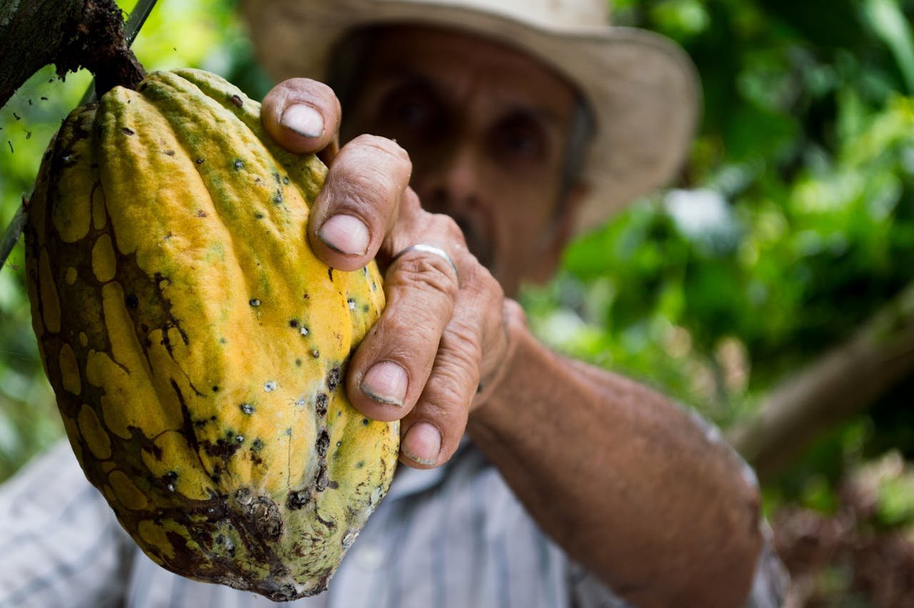 precio del cacao