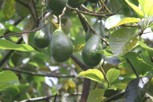 EE.UU. apoya proyecto para detener el comercio ilegal de aguacates en México