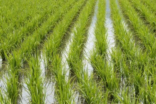 Ministerio de Agricultura de Colombia y arroceros firmaron acuerdos para impulsar al sector