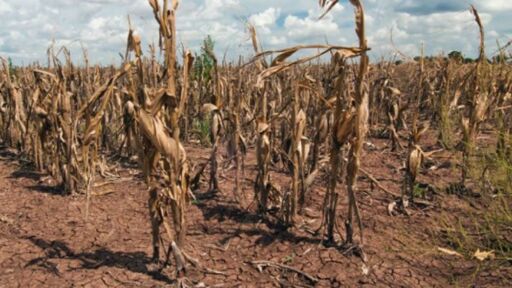 Argentina declara estado de emergencia agropecuaria en varias provincias