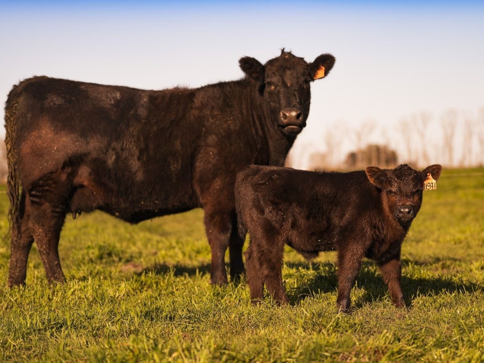 diarrea viral bovina