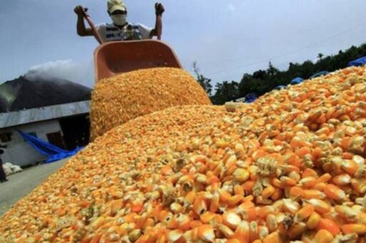 Fedeagro: Productores de maíz están al borde de la “quiebra técnica”