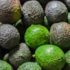 exportaciones de aguacate