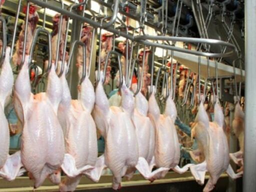 China anunció la reapertura a las exportaciones avícolas chilenas