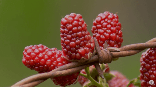 ¡Descubre la dulzura andina! Producción de moras en Galipán – Cultivando Sabores