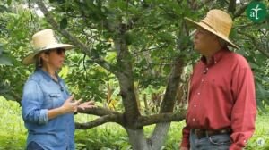 Descubre el secreto para producir aguacates todo el año - Cultivando Sabores