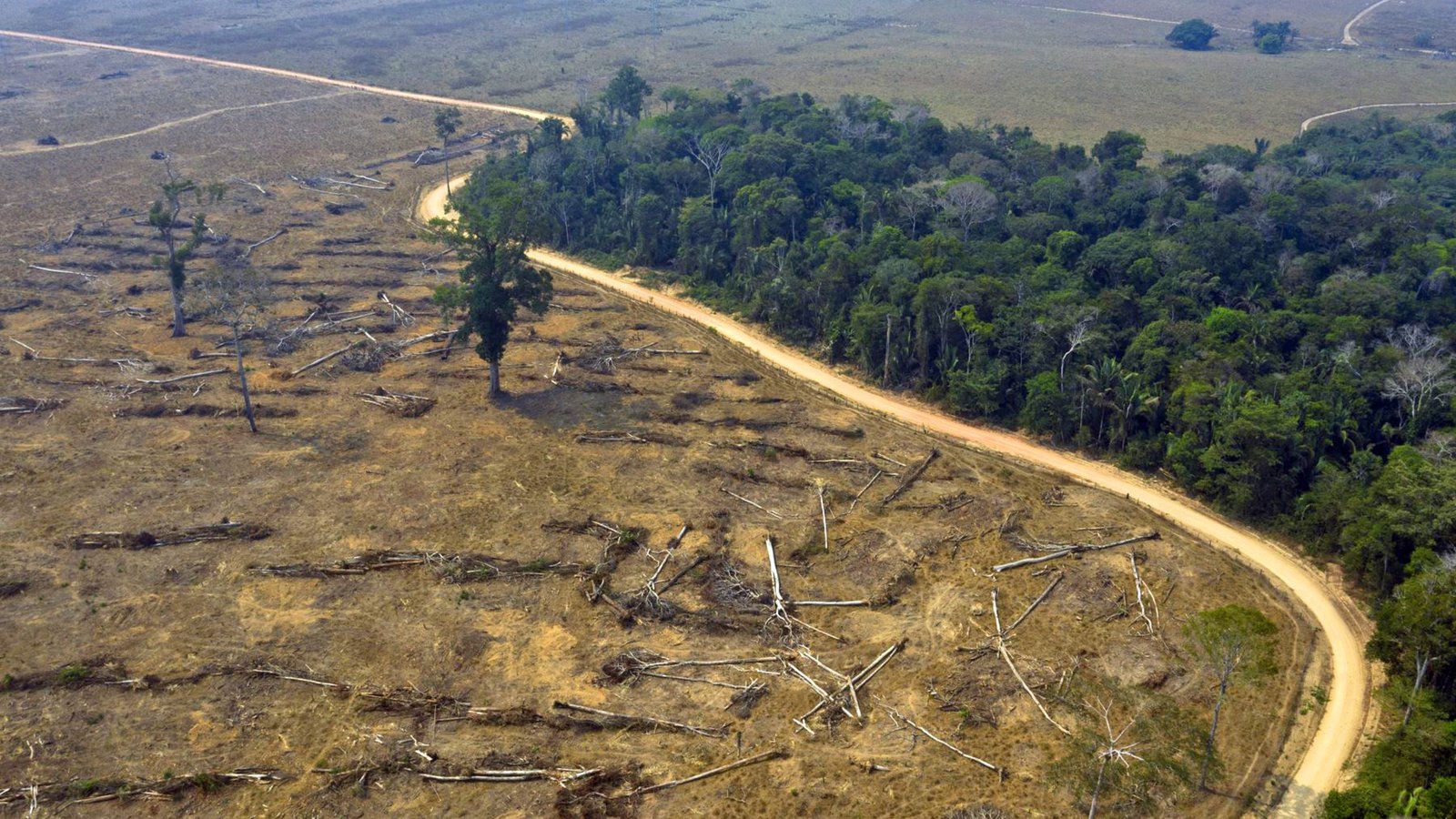 ley anti deforestación