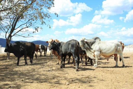Guatemala en alerta tras detectar el primer caso de gusano barrenador en ganado