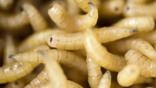 IICA busca fortalecer el control del gusano barrenador en el ganado de Costa Rica