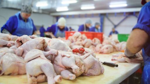 Chile retoma exportación de carne de ave tras reapertura de mercado chino