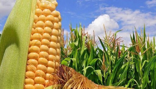 Aplazan importación de maíz en Ecuador en Medio de crisis por déficit del grano