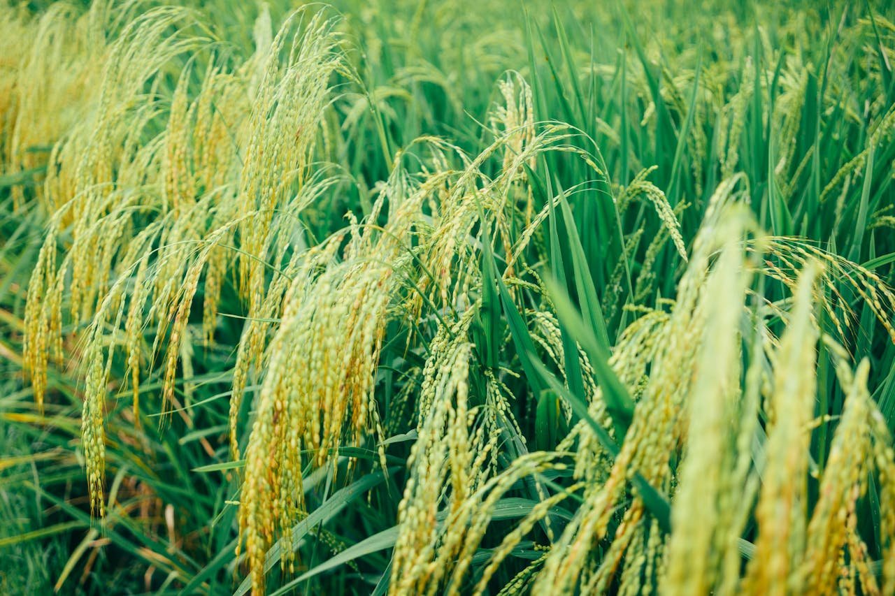 arroz en Bolivia