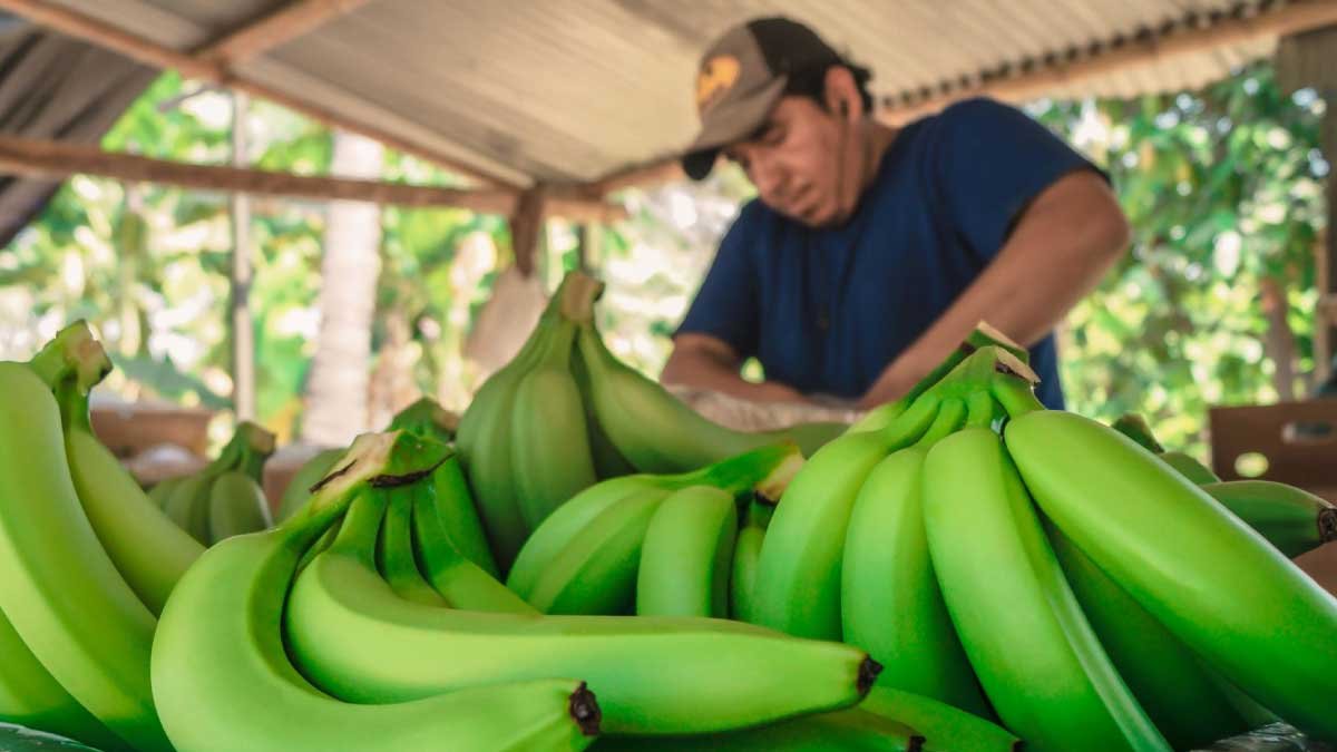 Bananeros