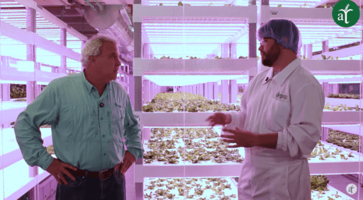 Así se Cultivan Alimentos en la Ciudad con Hidroponía