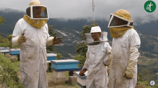 Cómo se hace la miel: Un viaje al apiario – Cultivando Sabores