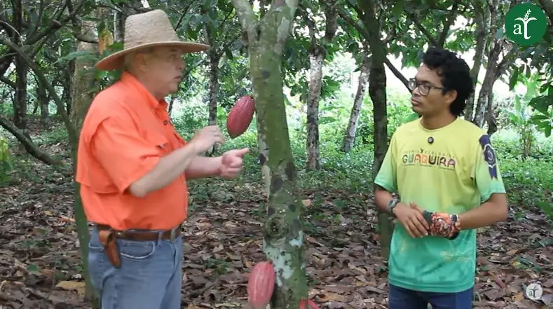 cacao