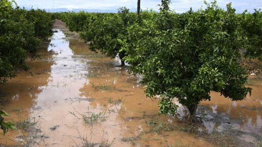 DANA deja pérdidas económicas incalculables en el sector agrícola
