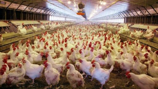 Autoridades en Canadá informaron la detección de brotes de influenza aviar