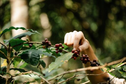 En Colombia la producción de café registro un crecimiento de más del 20%