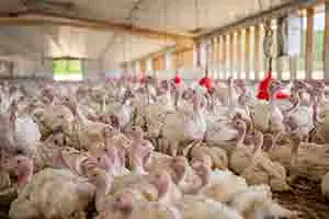 Pavos: características y consejos para una crianza exitosa
