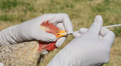 Gripe aviar en Chaco argentino moviliza a Paraguay
