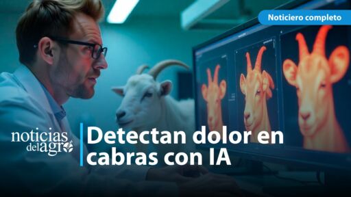 Investigadores usan IA para detectar dolores en las cabras