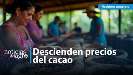 El precio del cacao baja de los 8.500 dólares por tonelada