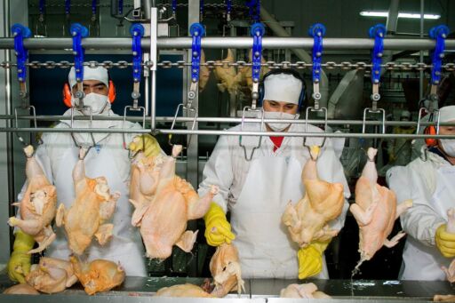 Argentina quedó autorizado para exportar carne aviar a Corea del Sur