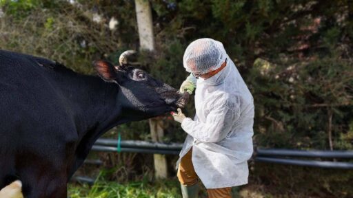 Alemania relaja restricciones contra la fiebre aftosa y confía en contener el virus