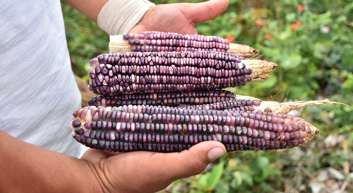 maíces nativos mexicanos