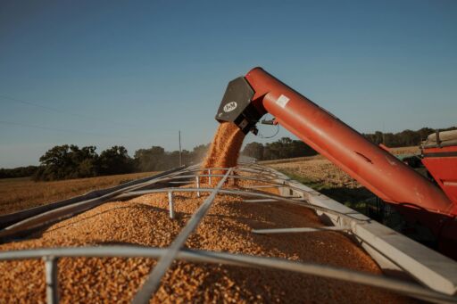 México aumenta sus importaciones de maíz por alta demanda de la agroindustria