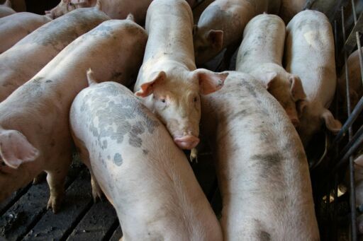 Sector porcino argentino crece pero enciende alerta por importaciones