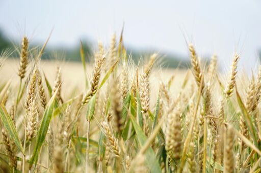 Cosecha de trigo en Brasil alcanza nuevos récords en 2025