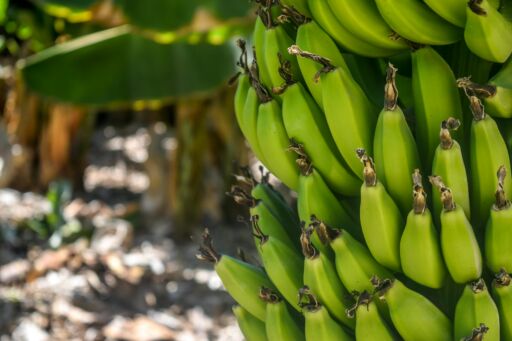 Gremios bananeros de Ecuador y Colombia reiteran reclamo por precios justos en Europa
