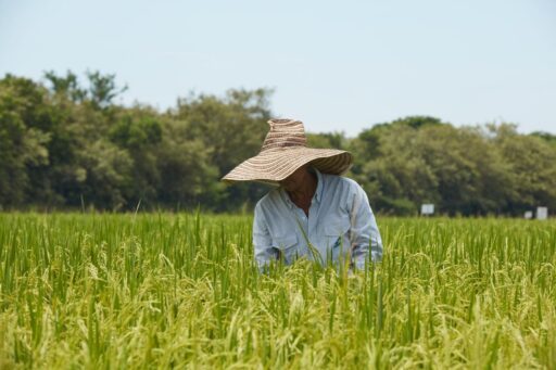 Productores de arroz de Panamá anunciaron protesta