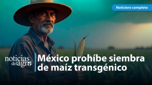 México aprobó reforma constitucional que prohíbe la siembra de maíz genéticamente modificado