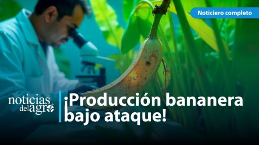 Moko del banano amenaza producción de Ecuador y América Latina